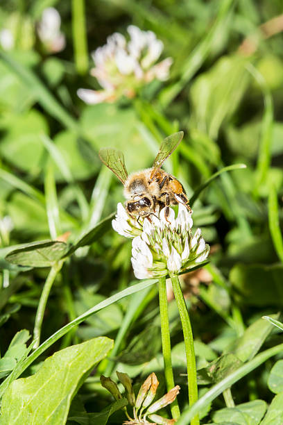 istock Honeybee gathering pollen from a clover flower 538601722