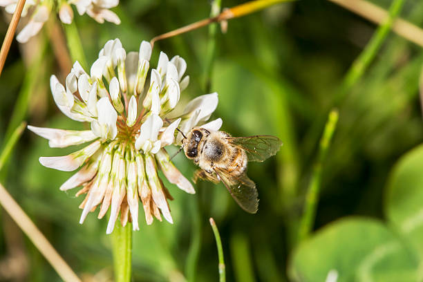 istock Honeybee gathering pollen from a trefoil flower 538601850