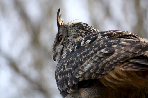 Eagle owl sitting on rock