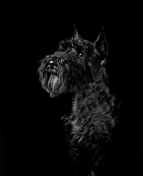 istock black miniature schnauzer portrait on black 538602730
