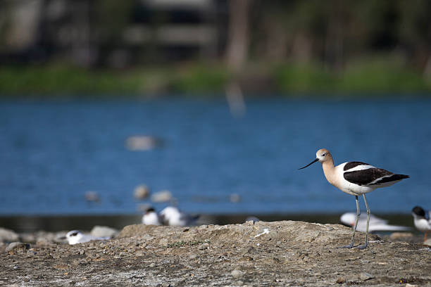 American Avocet  at San Francisco Bay Area American Avocet  at San Francisco Bay Area avocet stock pictures, royalty-free photos & images