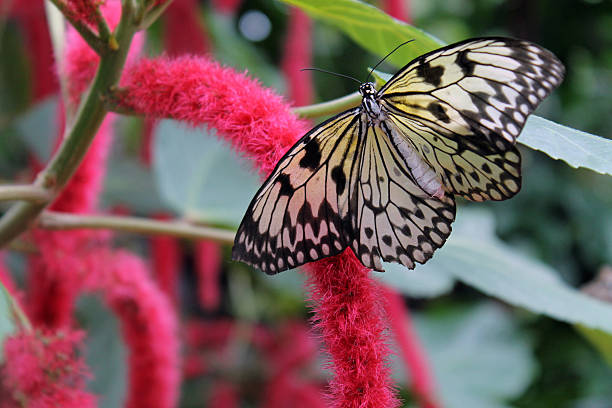 istock Black and White Butterfly Feeding on a Pink Flower Blossom 538603018