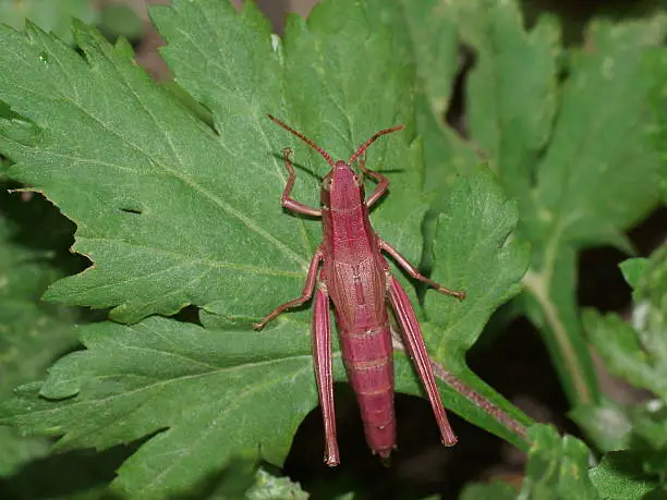 Photo of Pink grasshopper. Katydid pink. Chrysochraon dispar