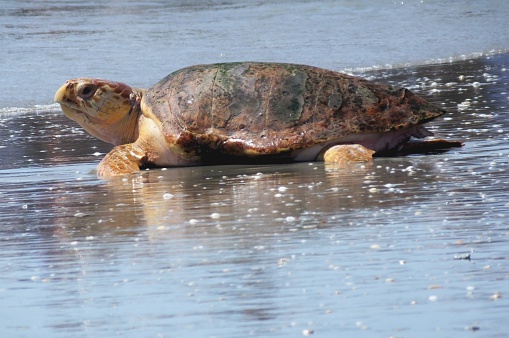 Loggerhead Sea Turtle going back into the ocean.\t