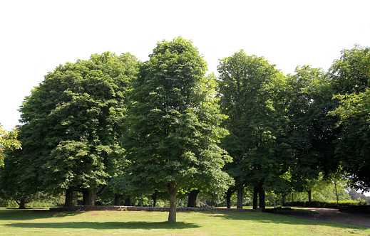 Row of beautiful trees isolated on pure white