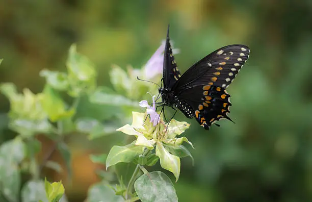 A black butterfly with yellow, white and blue markings on its wings sitting on a flower