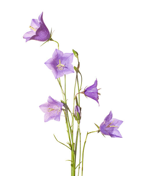 bluebells isolado no branco. - campanula white flower single flower imagens e fotografias de stock