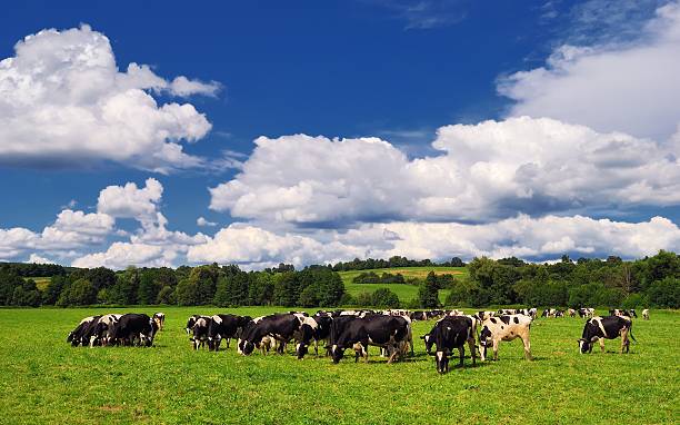 istock Cow grazing on a green summer meadow in Hungary 538614671