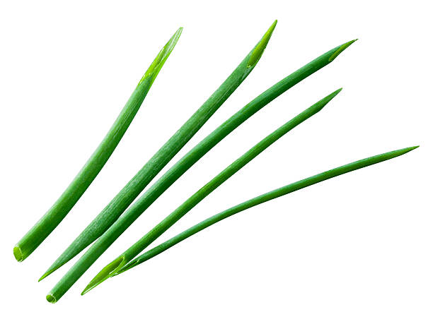 istock Young green onion isolated on white. With clipping path 538614685