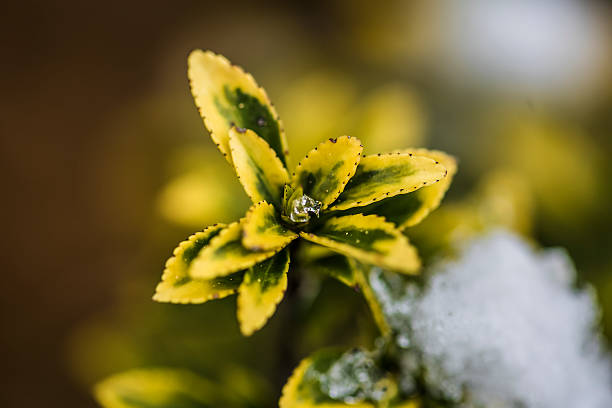 frost plant from winter nature stock photo