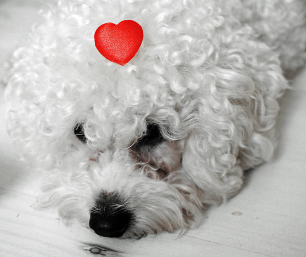 istock white dog with heart on his head 538615119