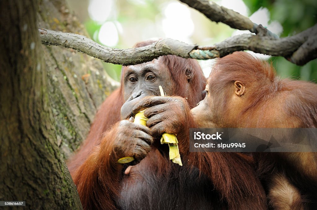 orangutans Close up of orangutans, selective focus.  2015 Stock Photo