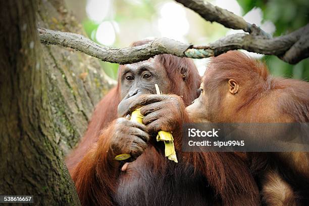 Orangutans Stock Photo - Download Image Now - 2015, Animal, Animal Wildlife