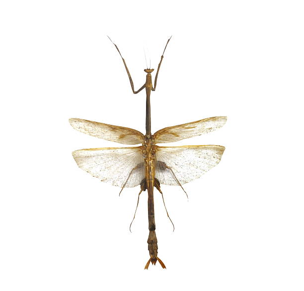 istock big grasshopper isolated on white background 538616857
