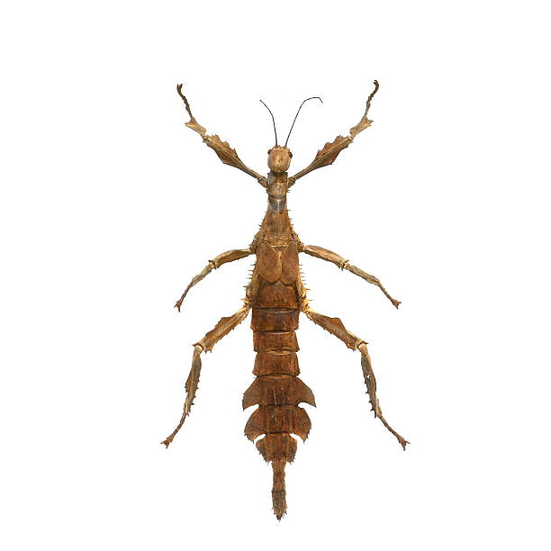 istock big grasshopper isolated on white background 538617025