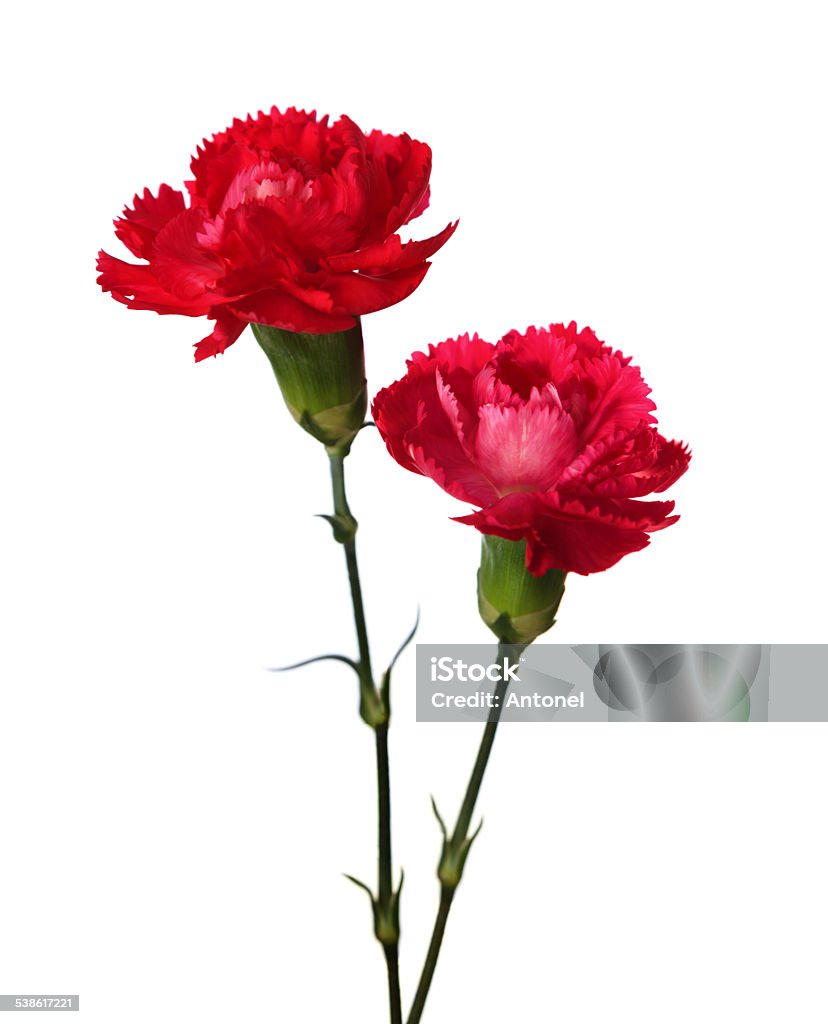 Two carnations Two carnations  isolated on white background. Carnation - Flower Stock Photo