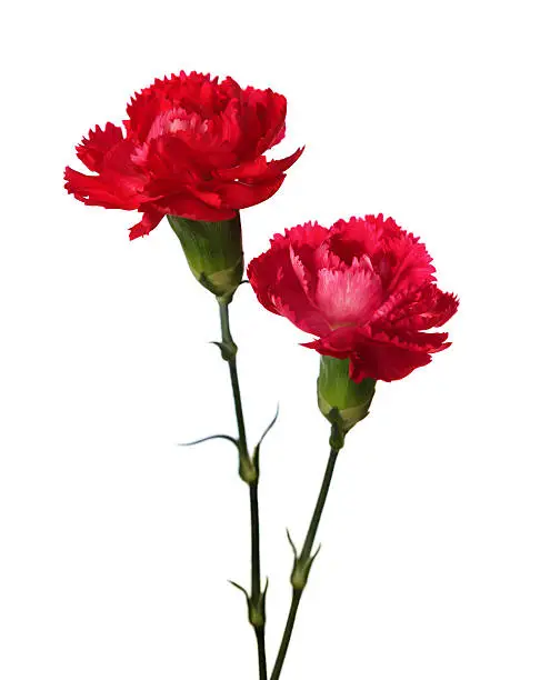 Two carnations  isolated on white background.