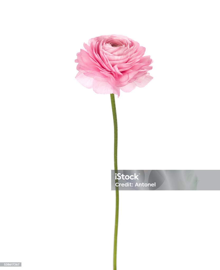 Light pink flowers isolated on white. Light pink flowers isolated on white.  Ranunculus Plant Stem Stock Photo