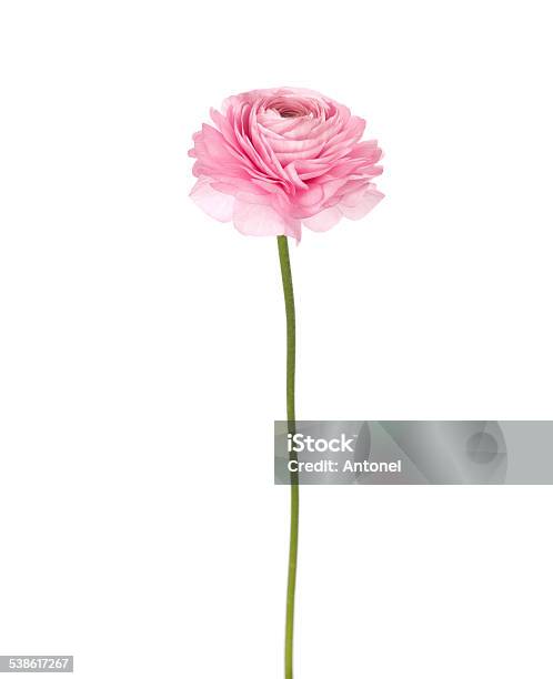 Light Pink Flowers Isolated On White Stock Photo - Download Image Now - Plant Stem, Flower, Rose - Flower