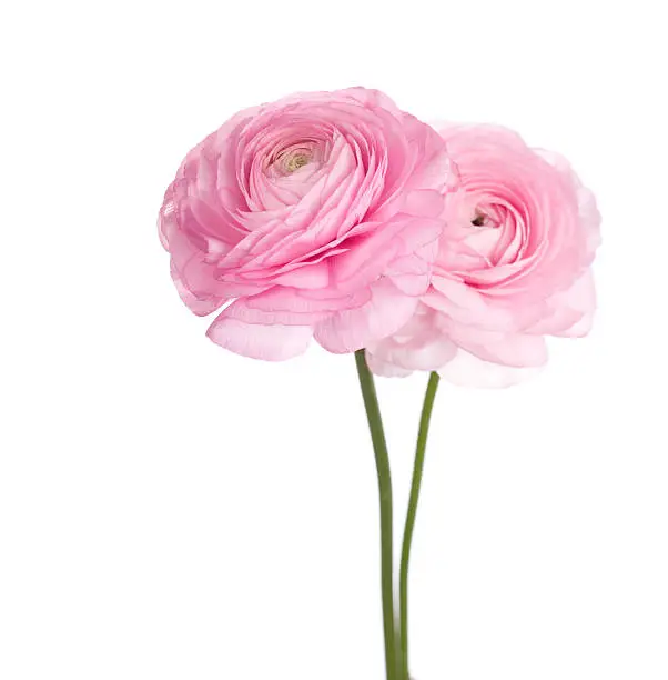 Photo of Two light pink  persian buttercup flowers.