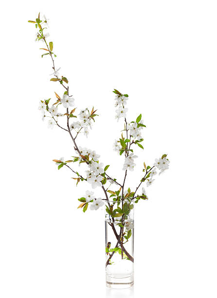 Flowering branches of cherry in a glass vase Flowering branches of cherry in a glass vase  isolated on white. blossom flower plum white stock pictures, royalty-free photos & images