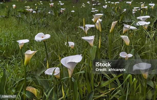 Field Of Arume Lilies Stock Photo - Download Image Now - 2015, Agricultural Field, Arum Lily