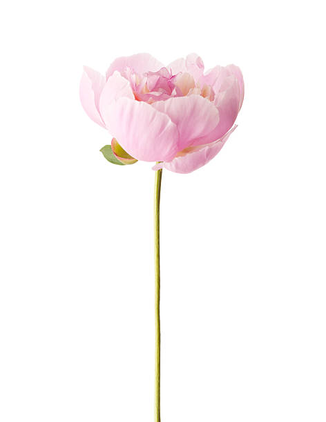 peonía rosa claro - una sola flor fotografías e imágenes de stock
