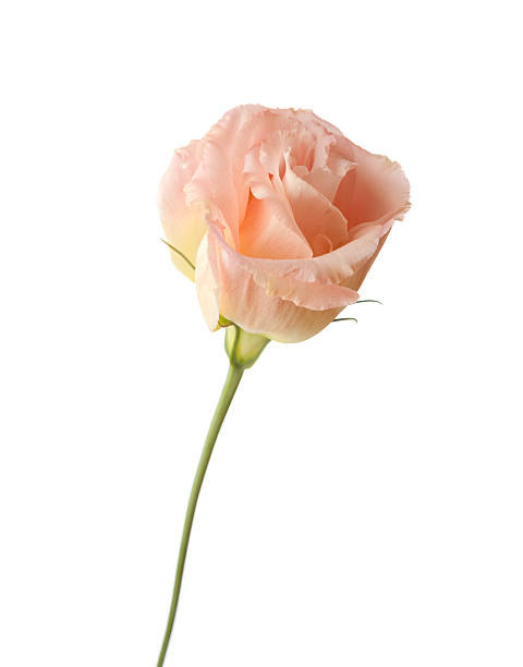 istock Pale flower of eustoma 538617697
