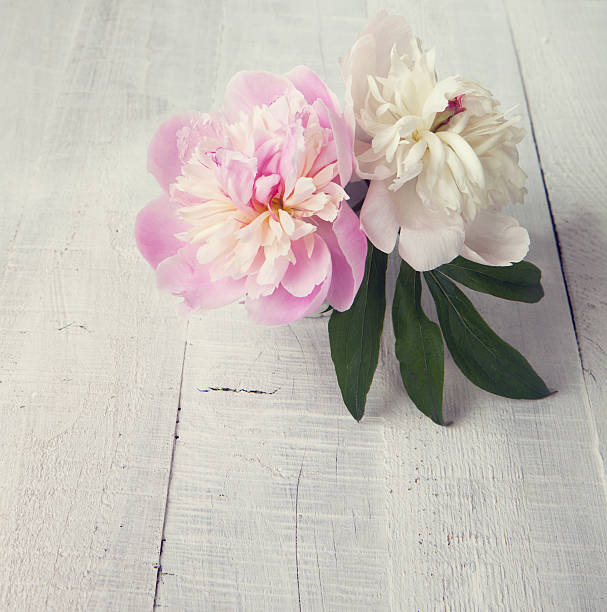 istock Two  peonies  on old  wooden plank. 538617753