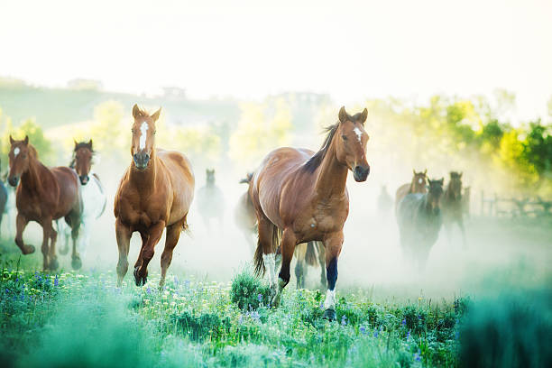Horses running to pastures foggy Summer morning Montana ranch Horses running to pastures on a foggy morning. Photographed on a Montana ranch. stampeding photos stock pictures, royalty-free photos & images
