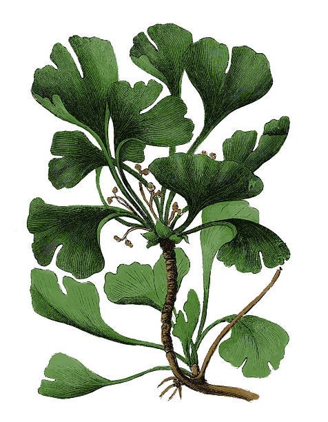 ilustrações, clipart, desenhos animados e ícones de ginkgo biloba aviso botânico (antigo) - ginkgo ginkgo tree leaf biloba