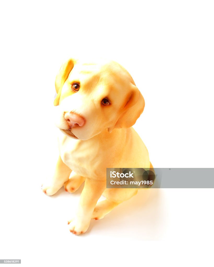 dog sitting on white background Dog Stock Photo