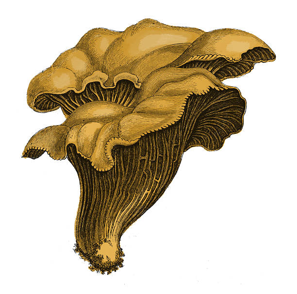 ilustrações de stock, clip art, desenhos animados e ícones de cogumelo chanterelle (antiguidade botânico gravação) - chanterelle golden chanterelle edible mushroom mushroom