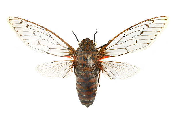 istock colorful cicada isolated on white background 538618783