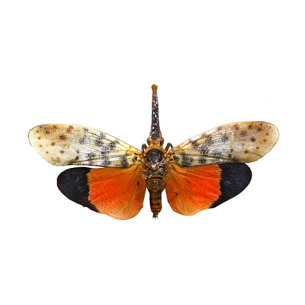 istock colorful cicada isolated on white background 538618795