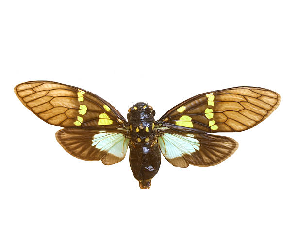 istock colorful cicada isolated on white background 538618909