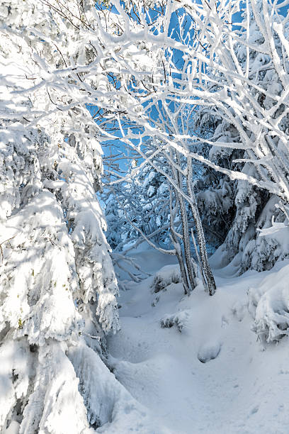 caminhadas de inverno - lumber industry cold day forest imagens e fotografias de stock