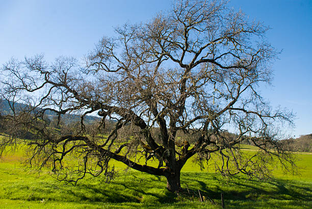 istock Spreading Oak tree green grass Pope Valley Napa County California 538619223