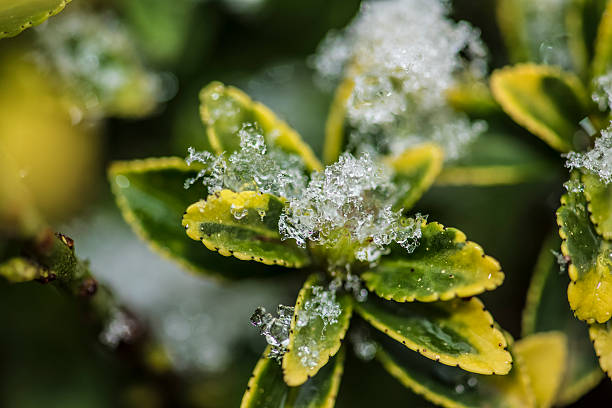 frosty plant from winter nature stock photo