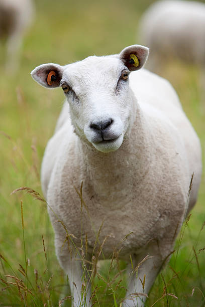 istock Inquisitive Cotswold Sheep looking straight into the camera 538620425