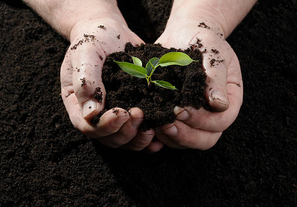istock Farmer hand holding a fresh young plant 538620471