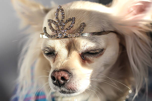 istock Chihuahua wearing crown 538621339