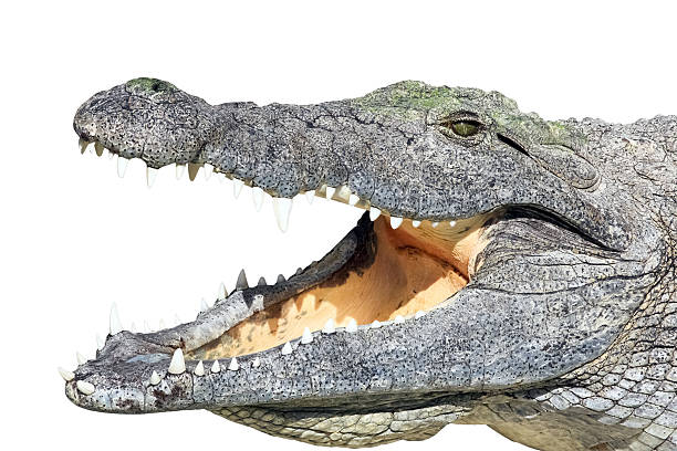 istock Head of crocodile isolated on white background 538623125