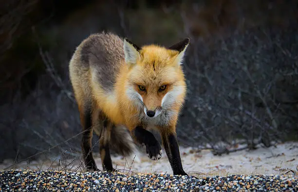this red fox looks like it is charging, but is really just turning around to walk the opposite direction