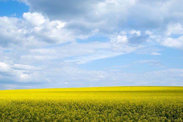 istock Bright yellow field of rapeseed in Ukraine 538641124