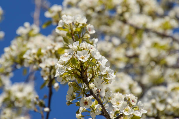 poire fleur sauvage dans le jardin - food wood vibrant color close up photos et images de collection