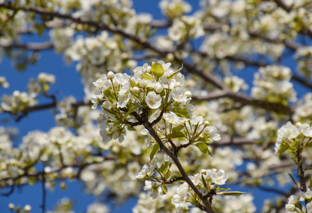 poire fleur sauvage dans le jardin - food wood vibrant color close up photos et images de collection