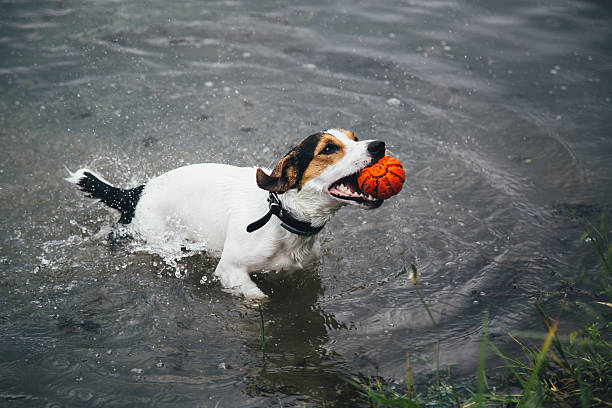 istock dog plays with a ball in the river 538642482