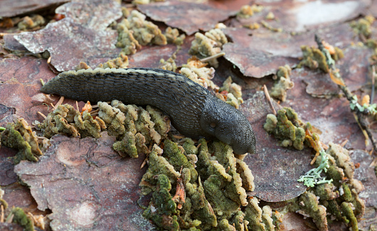 Digital photo of a black keel back slug, Limax cinereoniger feeding on mushroom. This slug can be found in europe and belongs to the Limacidae family. 
