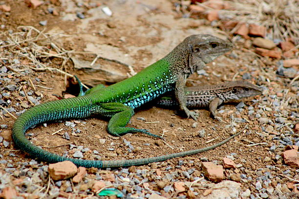 istock Brazilian Wild Reptailes 538643014